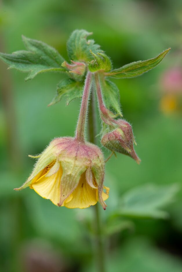 avens 'Norwell Lemon Lamp'