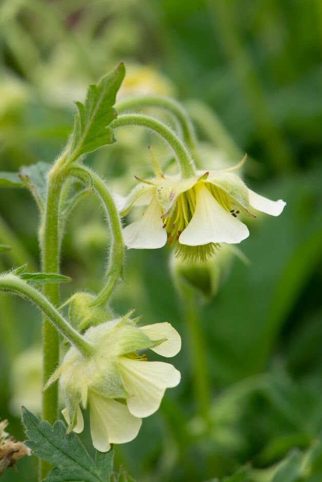 avens 'Hofrennydd'