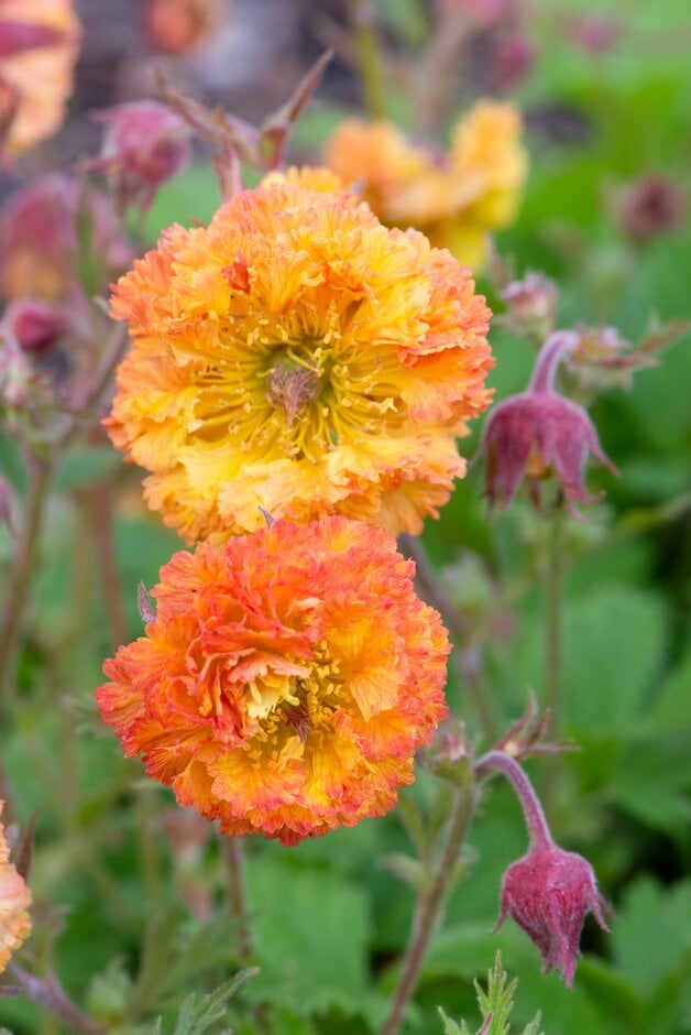 avens 'Can-can'