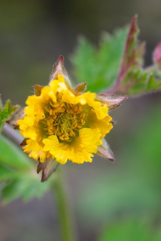 <i>Geum</i> 'Dusky Yellow'