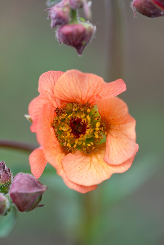 avens  'Hilltop Beacon'