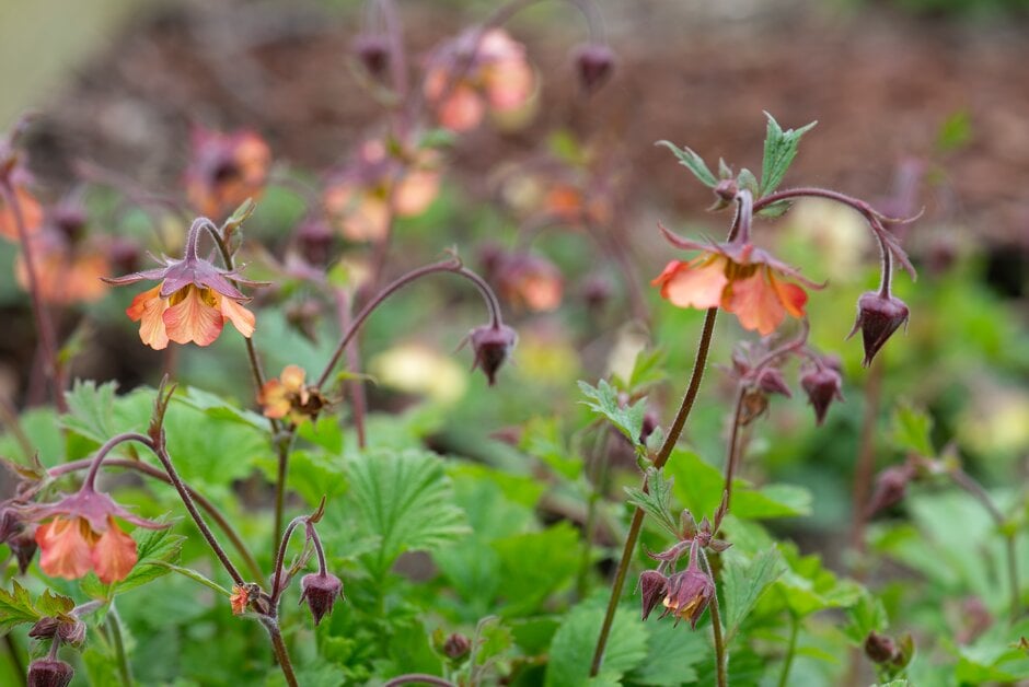 avens 'Firefinch'