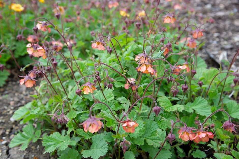 avens 'Firefinch'