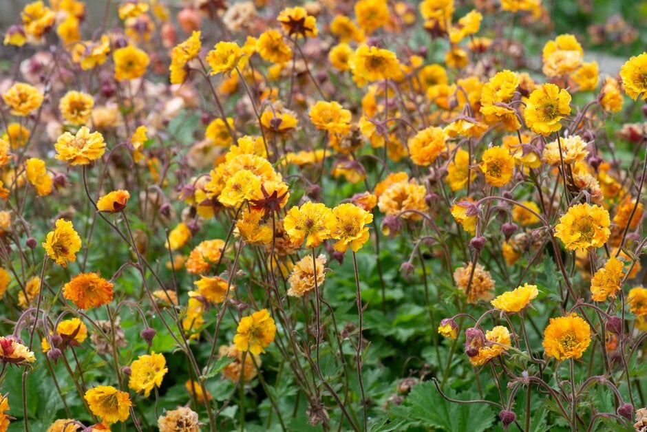 avens 'Golden Joy'
