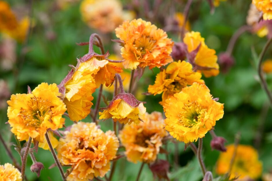avens 'Golden Joy'