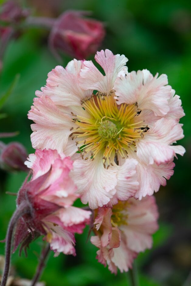 avens 'Stevie Nicks'