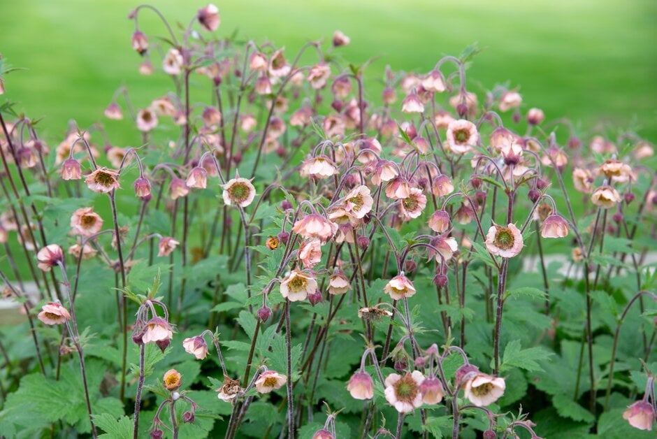 avens 'Tinkerbell'