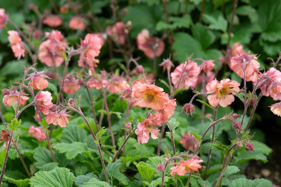 avens 'Toffee Apples'
