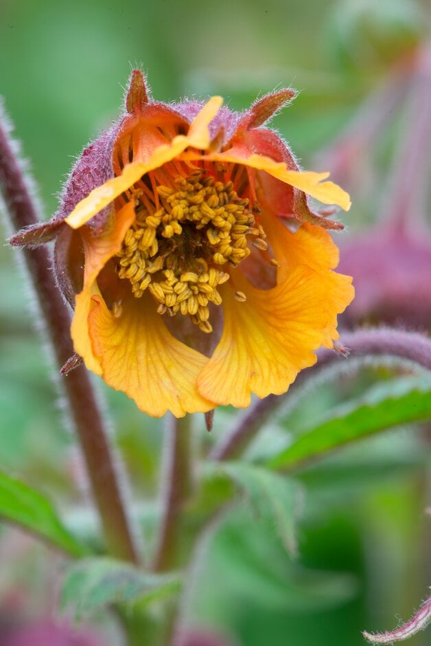 avens 'Emmie'