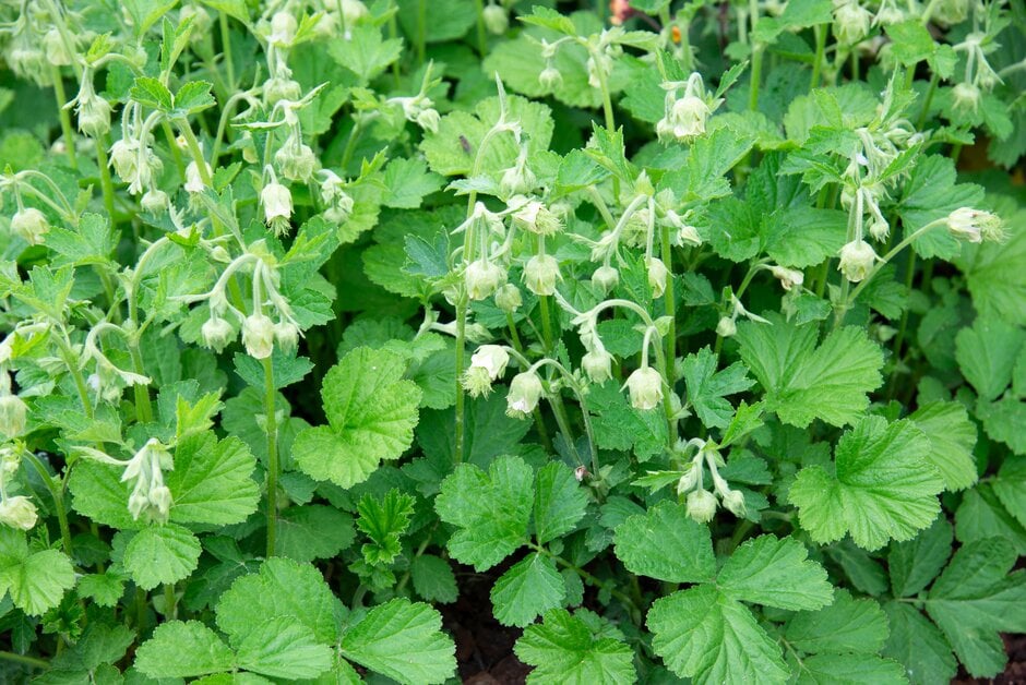 water avens 'Album'