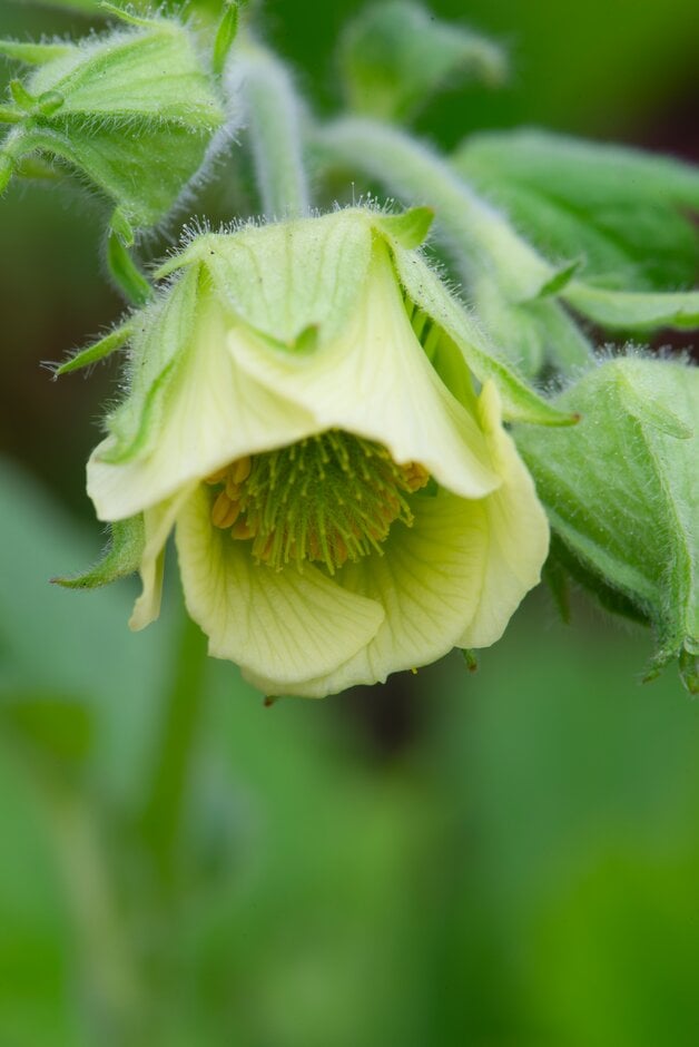 water avens 'Album'
