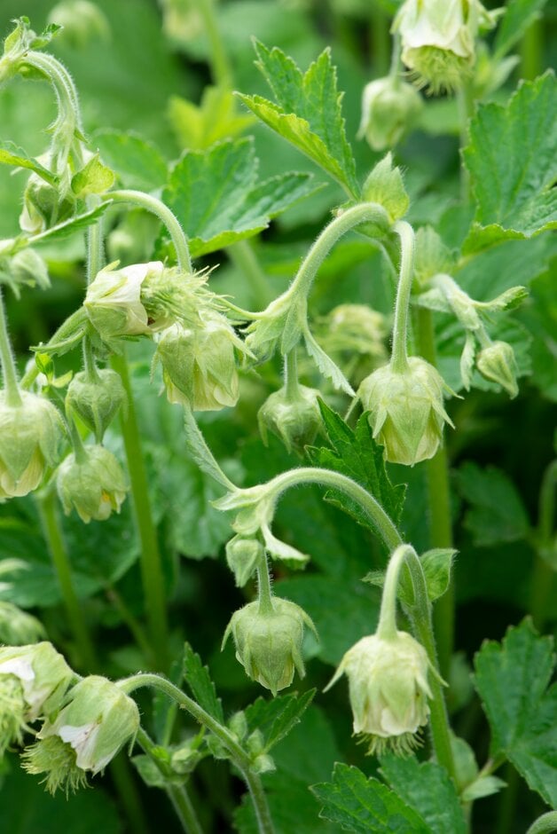 water avens 'Album'