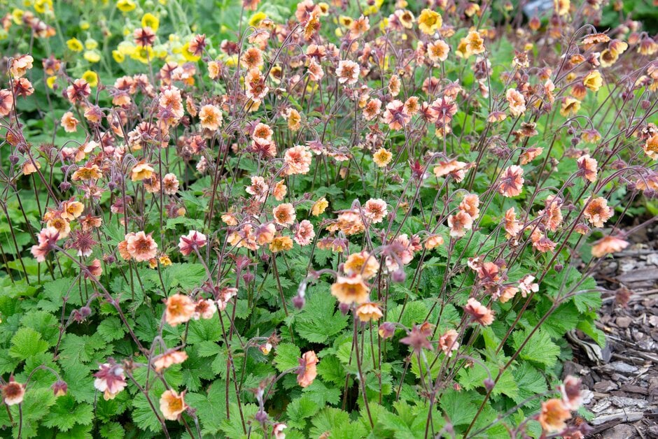 avens 'Savanna Sunset'