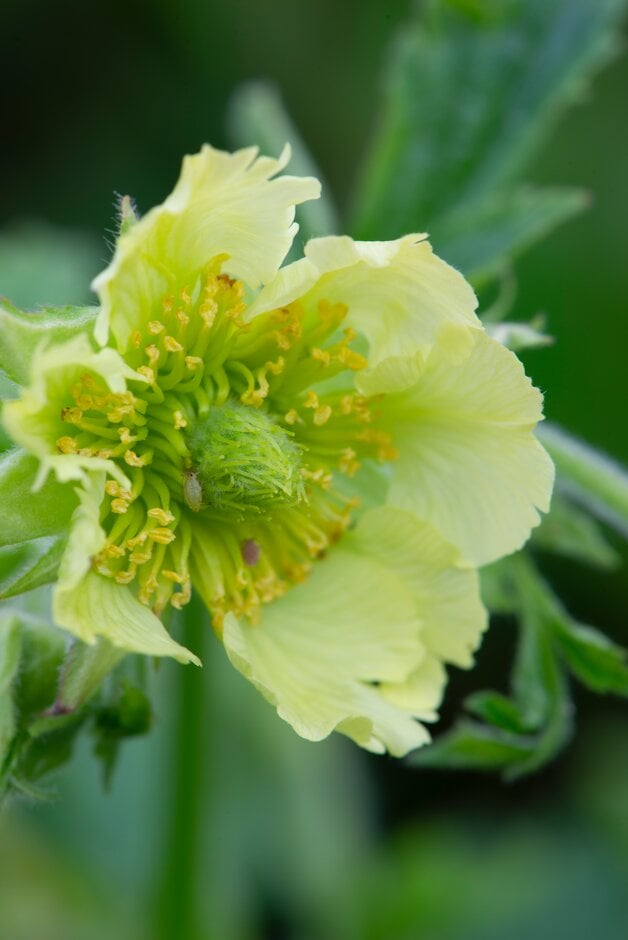 avens 'Tales of Hex'