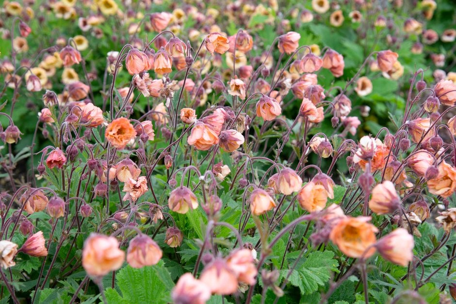 avens 'Smokey Peach'