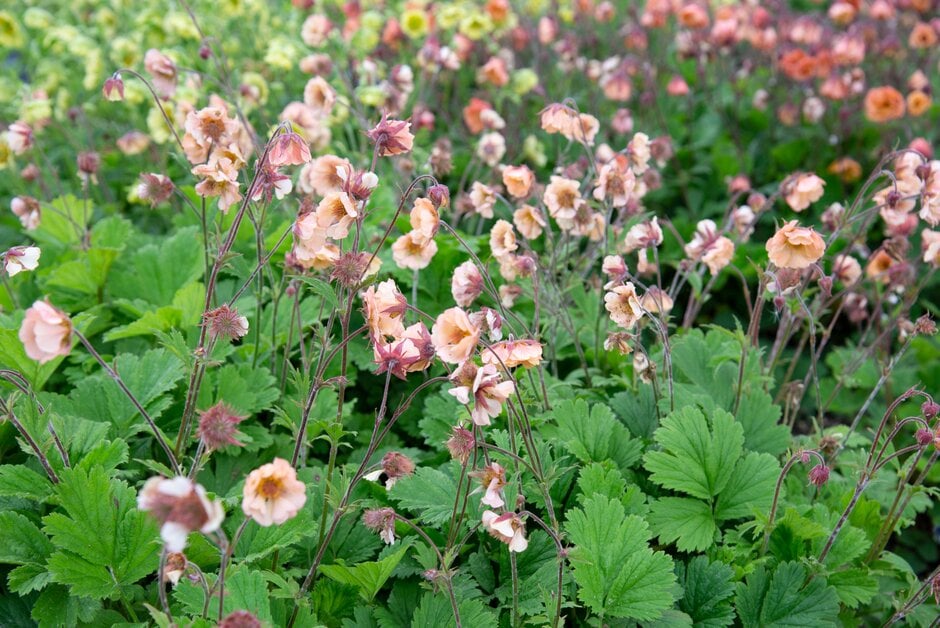avens 'Custard Tart'