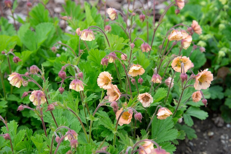 avens 'Two Tone Pearl'