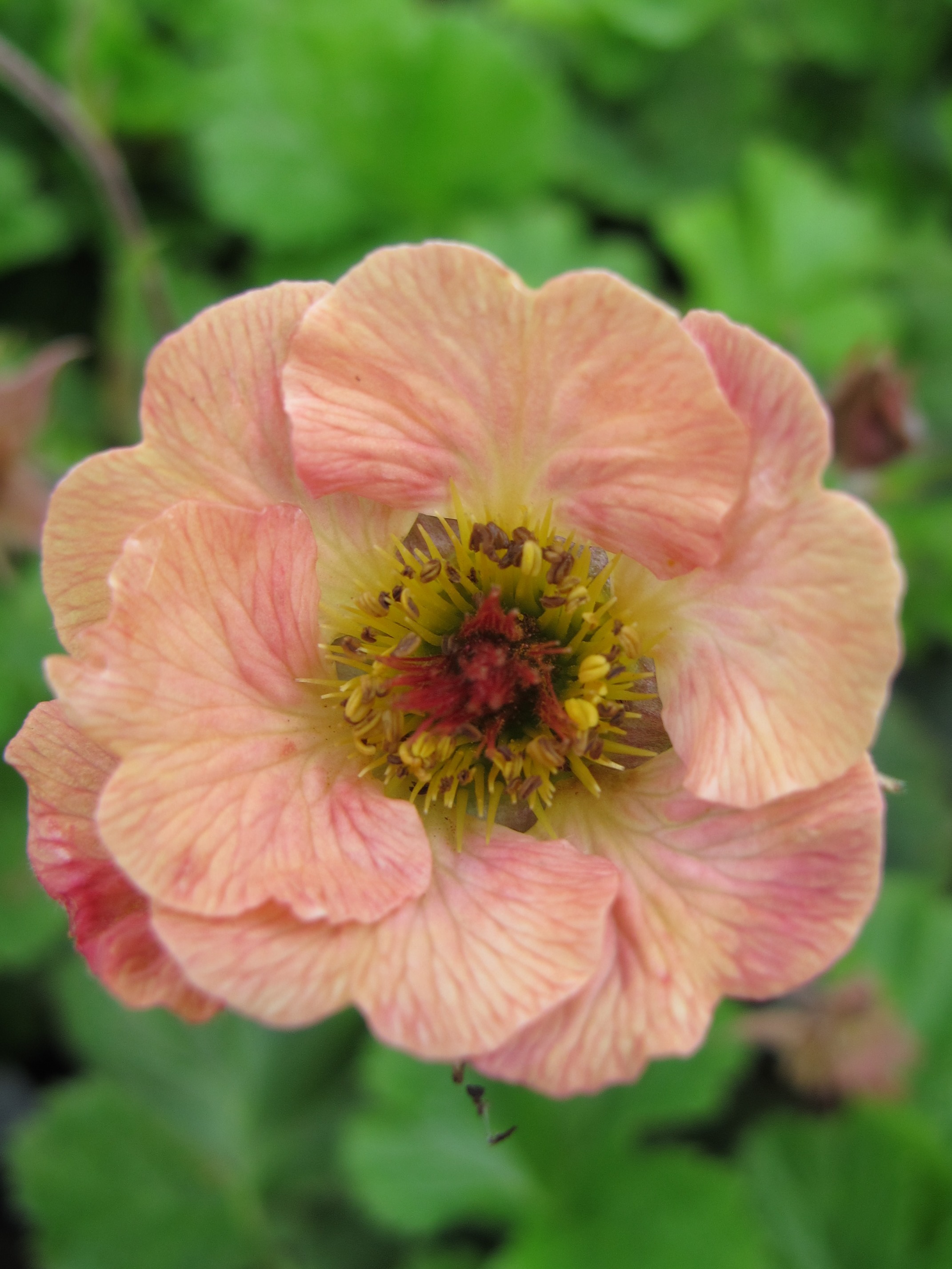 avens 'Mai Tai'