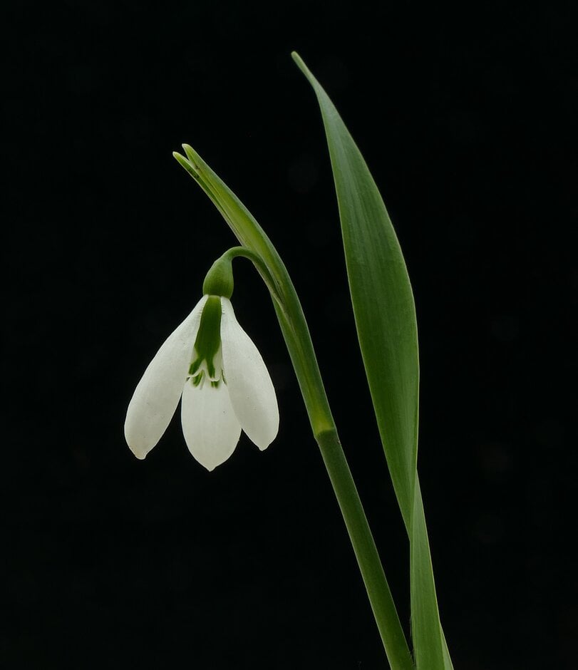 slender snowdrop