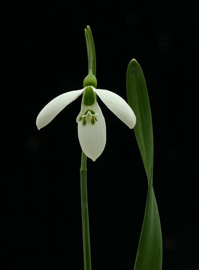 slender snowdrop 'Corkscrew'