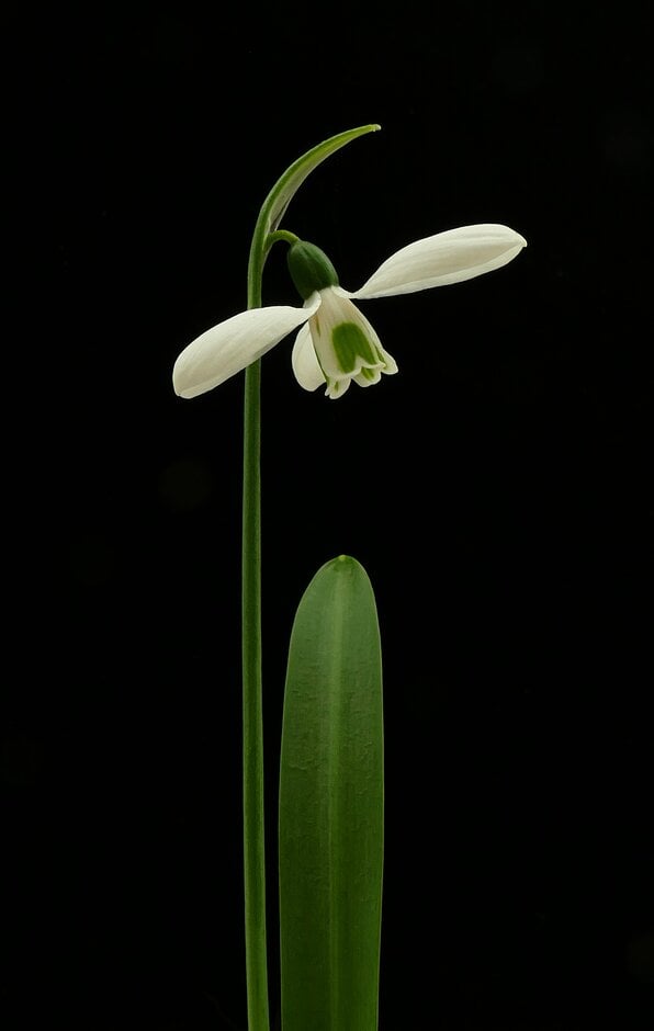 Ikaria snowdrop
