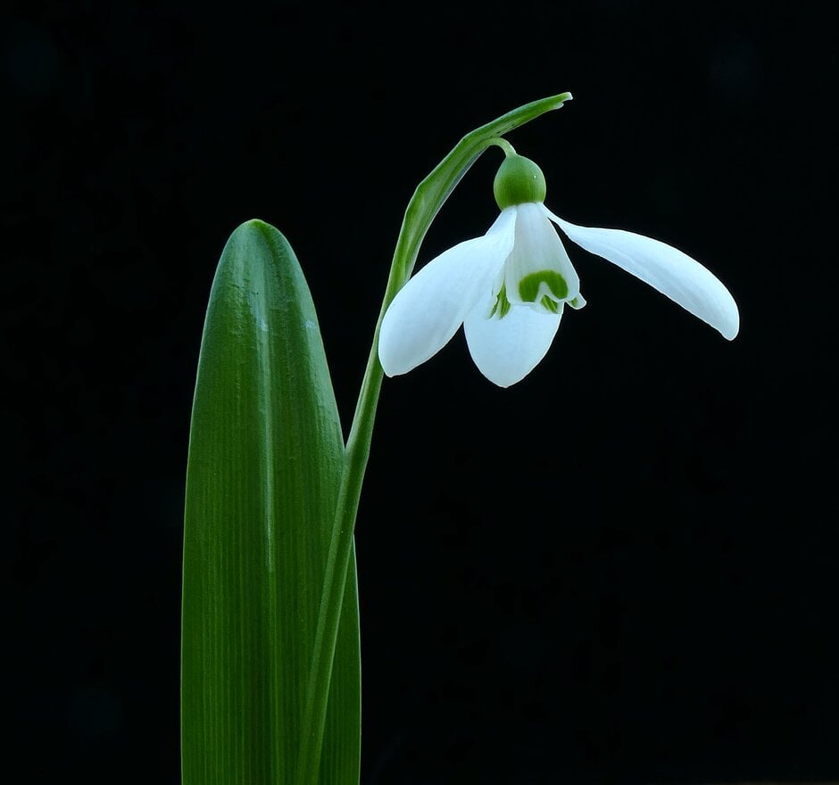 Ikaria snowdrop