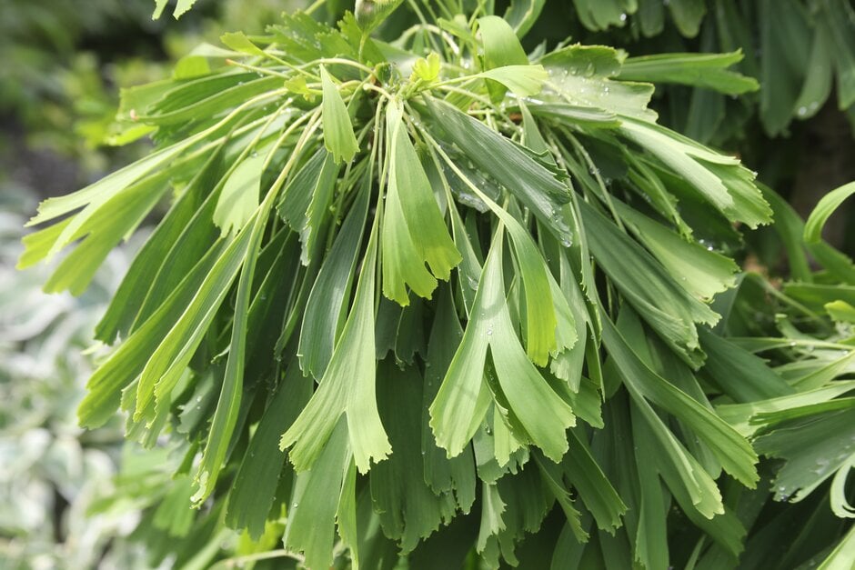 maidenhair tree 'Saratoga'
