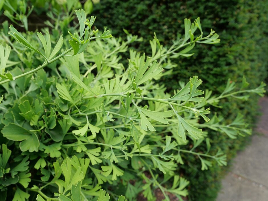 maidenhair tree 'Tubifolia'