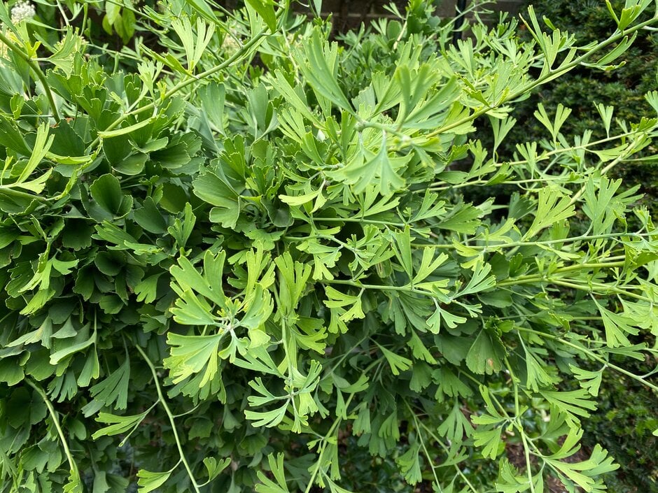 maidenhair tree 'Tubifolia'