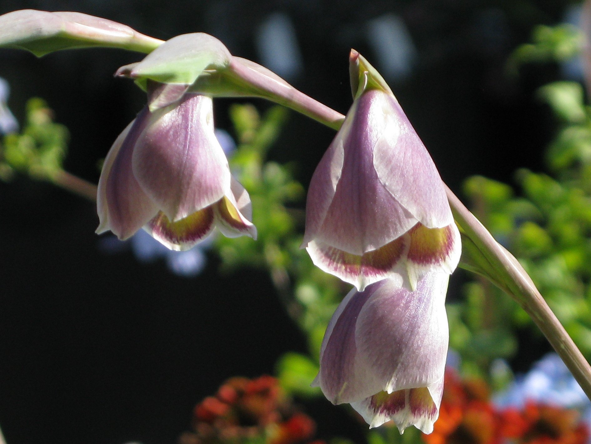 Gladiolus papilio butterfly sword lily Bulbs/RHS Gardening
