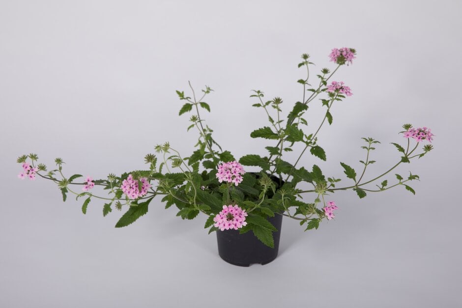 mock vervain 'Margaret's Memory'