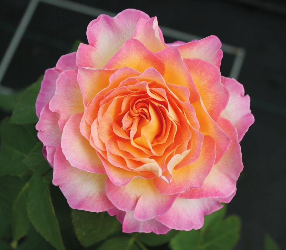 rose [Gorgeous]