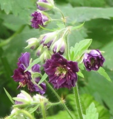 dusky cranesbill 'Joseph Green'