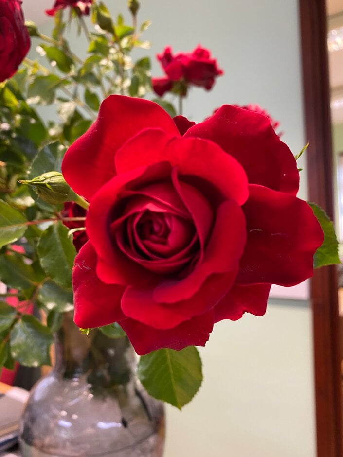 rose [Grand Award]