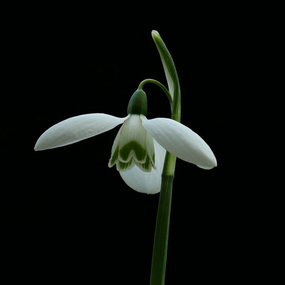 snowdrop 'Hyde Lodge'