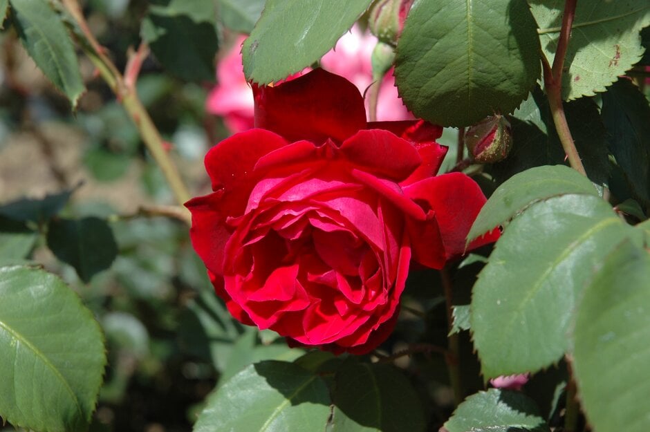 rose 'Gruss an Teplitz' (China hybrid)