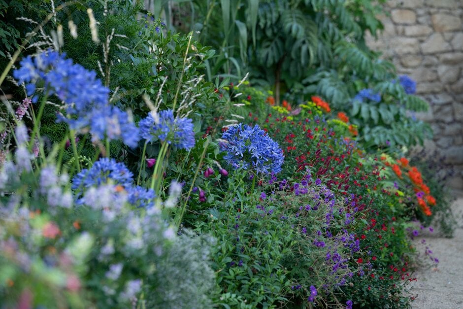 African lily 'Podge Mill'