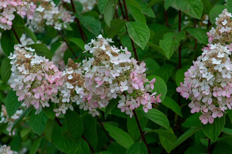 Hydrangea paniculata Pink Diamond (&Interhydia&) | paniculate hydrangea ...