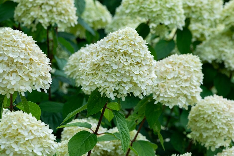 panicled hydrangea 'Phantom'