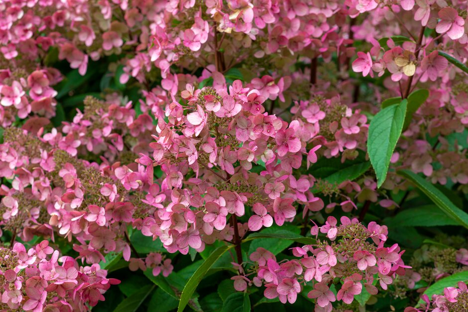 panicled hydrangea [Pinky-Winky]