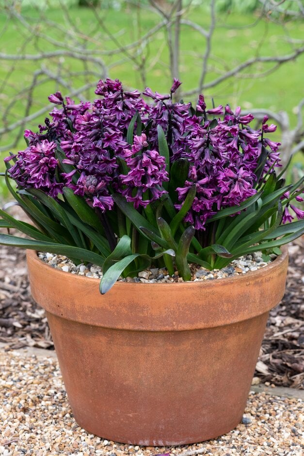 hyacinth 'Showmaster'