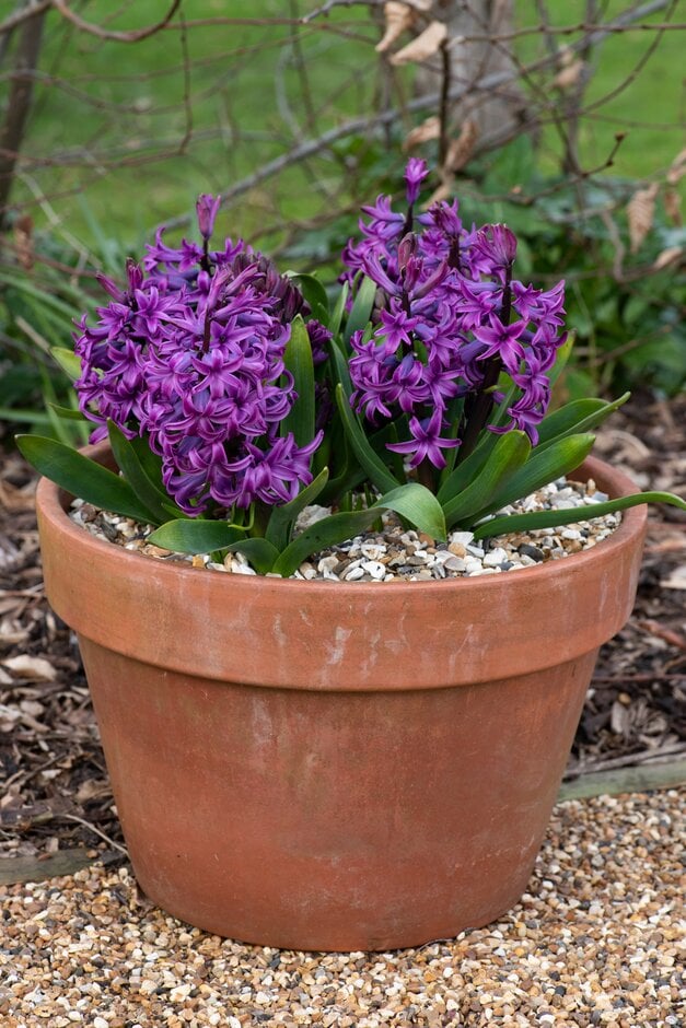 hyacinth 'Purple Sensation'