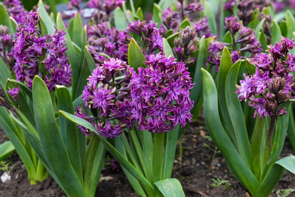 <i>Hyacinthus</i> <i>orientalis</i> 'Twin Sensation'