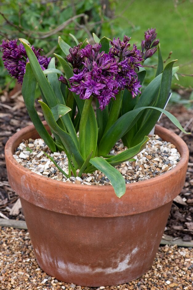<i>Hyacinthus</i> <i>orientalis</i> 'Twin Sensation'