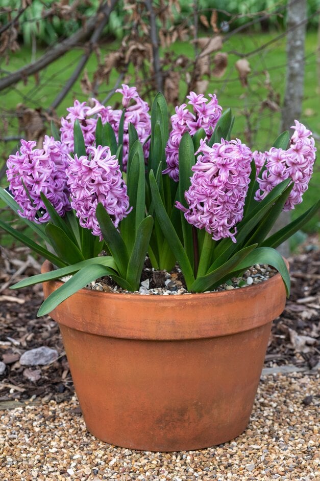 <em>Hyacinthus</em> <em>orientalis</em> 'Anna Liza'