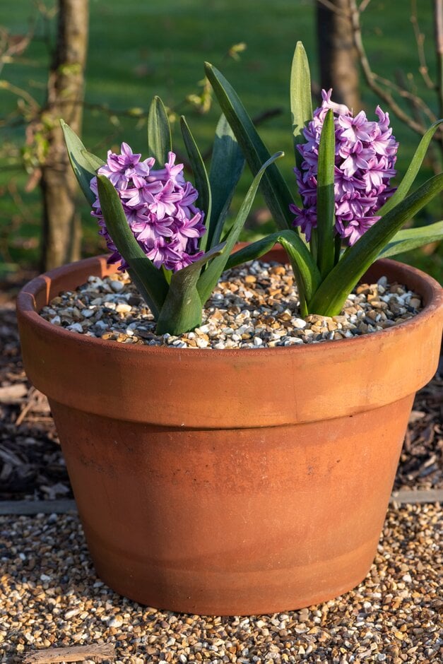 <em>Hyacinthus</em> <em>orientalis</em> 'Purple Voice'