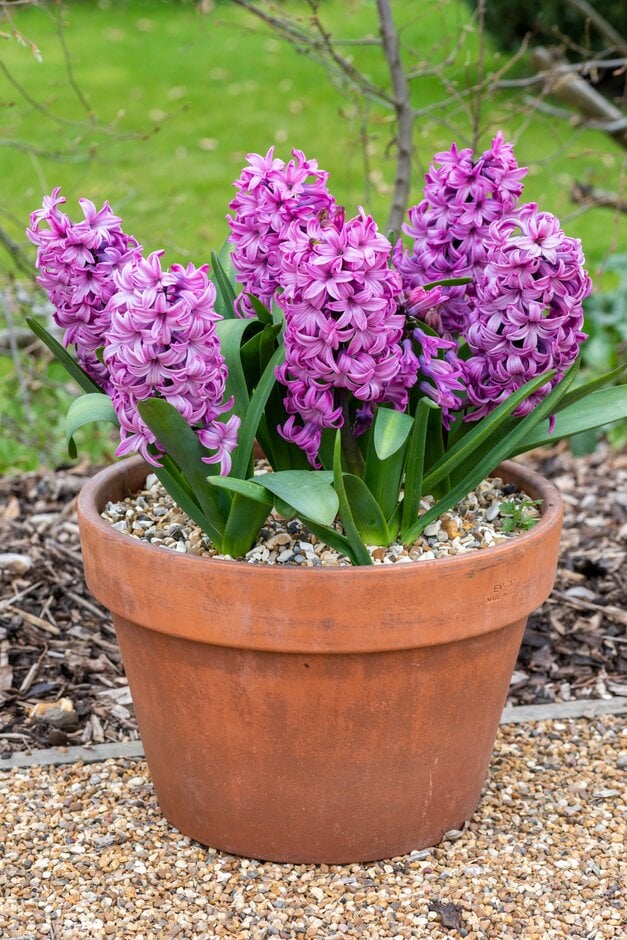 <em>Hyacinthus</em> <em>orientalis</em> 'Purple Pride'