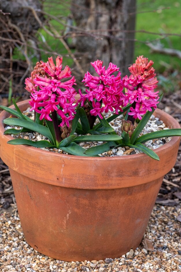 <em>Hyacinthus</em> <em>orientalis</em> 'Sandringham'