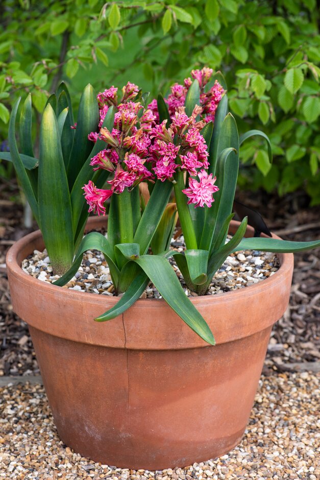 hyacinth 'Eros Double'