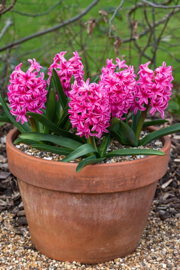 <em>Hyacinthus</em> <em>orientalis</em> 'Sylvester'